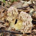 Ramaria_rubripermanens_bi5519