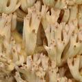 Ramaria_rubripermanens_bi5527