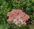 Ramaria_rubripermanens_bs6783