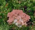 Ramaria_rubripermanens_bs6783