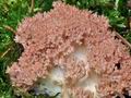 Ramaria_rubripermanens_bs6784