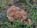 Ramaria_rubripermanens_bs6789