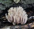 Ramaria_stricta_bm3683