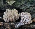 Ramaria_stricta_bm3688