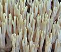 Ramaria_stricta_bm3691