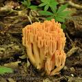 Ramaria_subbotrytis_bh8493