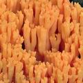 Ramaria_subbotrytis_bh8503