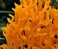 Ramariopsis_crocea_bv6358