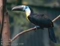 Ramphastos_vitellinus_11330