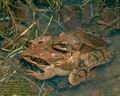 Rana_dalmatina_4227