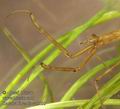 Ranatra_linearis_aa5188