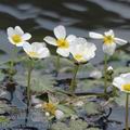 Ranunculus_aquatilis_ai0691