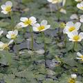 Ranunculus_aquatilis_ai0706