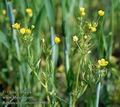 Ranunculus_arvensis_9018