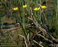 Ranunculus_flammea_626