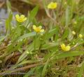 Ranunculus_flammula_aa9124