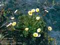 Ranunculus_glacialis_10636