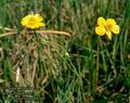 Ranunculus_lingua_8364