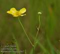 Ranunculus_lingua_a2617