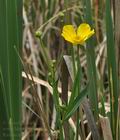 Ranunculus_lingua_bu0985