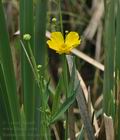 Ranunculus_lingua_bu1005