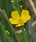 Ranunculus_lingua_bu1019