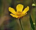 Ranunculus_lingua_bu1027