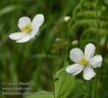 Ranunculus_platanifolius_ab3678