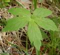 Ranunculus_platanifolius_ab3684