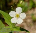 Ranunculus_platanifolius_ab3690