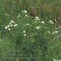 Ranunculus_platanifolius_ah6577