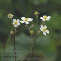 Ranunculus_platanifolius_ah6581