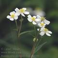 Ranunculus_platanifolius_ah6586