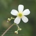 Ranunculus_platanifolius_ah6598