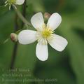 Ranunculus_platanifolius_ah6609