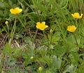 Ranunculus_repens_aa9227