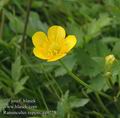 Ranunculus_repens_aa9228