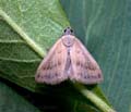 Raparna_conicephala_jh3941s