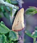 Raparna_conicephala_re5222