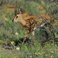 Raphicerus_campestris_ed8753