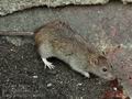 Rattus_norvegicus_bn3925