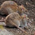 Rattus_norvegicus_bn4013