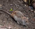 Rattus_norvegicus_bn4028