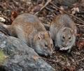 Rattus_norvegicus_bn4124