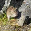 Rattus_norvegicus_ea8874