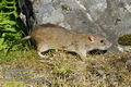 Rattus_norvegicus_ea8882