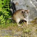 Rattus_norvegicus_ea8890