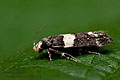 Recurvaria_leucatella_jf4339s