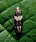 Recurvaria_leucatella_jf4368s
