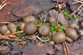 Reticularia_lycoperdon_a8777